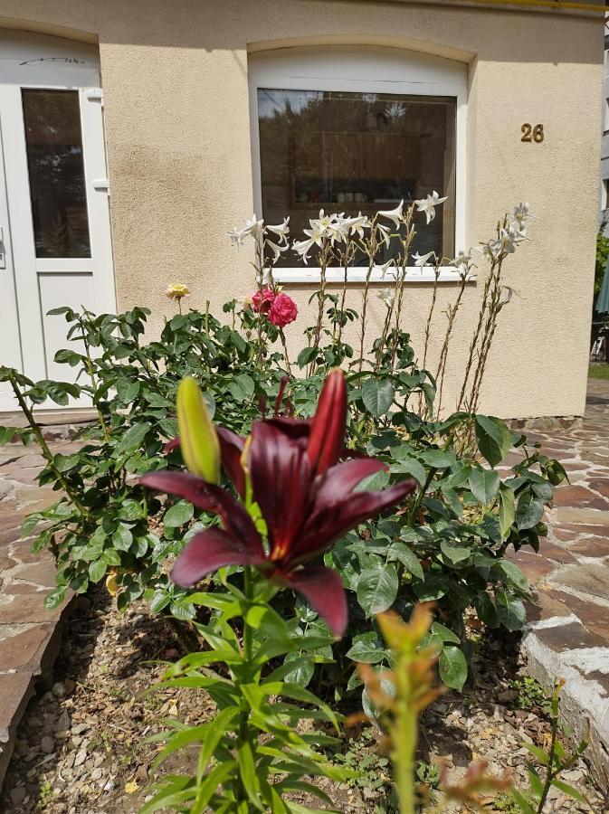 Pensiunea Casa Didina Bacău Exteriör bild